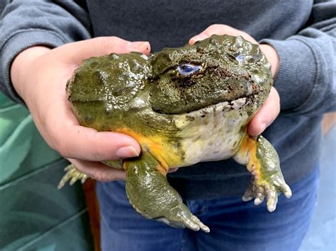 The ultimate offense and defense of the African bullfrog and crayfish is amazing!アフリカウシガエルとザリガニの究極の攻防が凄い！Frog Time ...